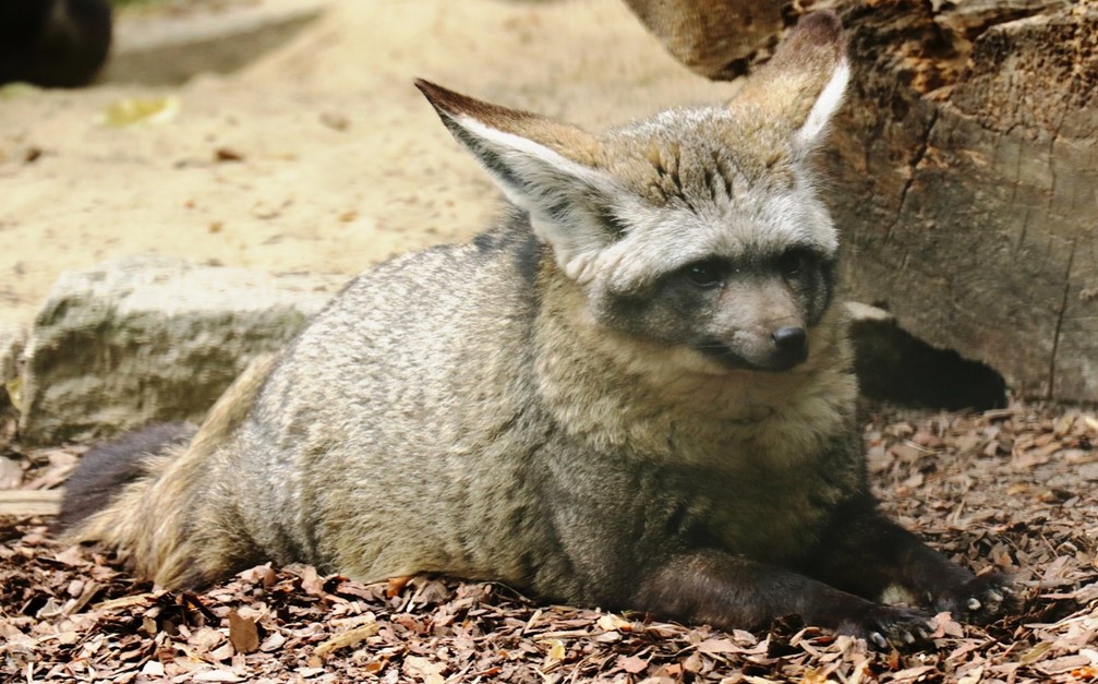 ZOO znów walczy o dom dla otocjonów. Park Śląski z dwoma projektami do Marszałkowskiego BO