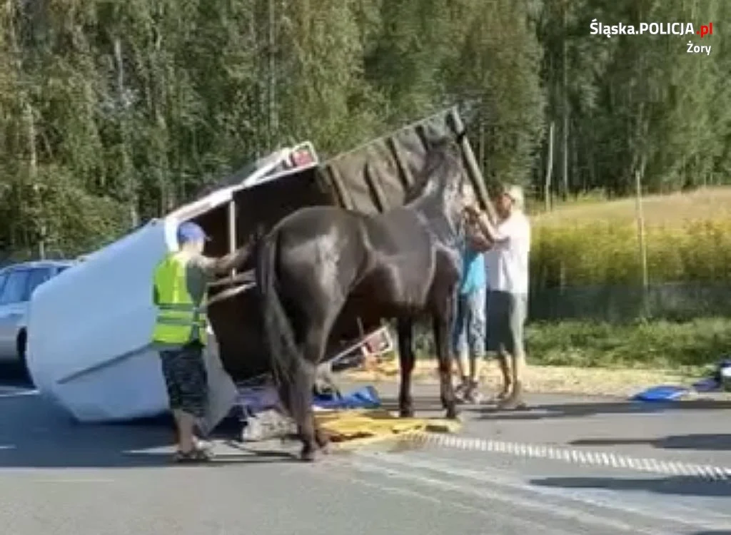 Nietypowa sytuacja na DW935. Koń przewrócił przyczepę!