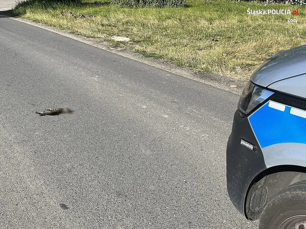 W trosce o dobro zwierząt. Policjanci badają sprawę martwych kotów
