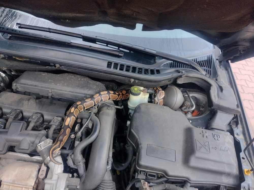 Pyton królewski w Zabrzu! Siedział pod maską samochodu