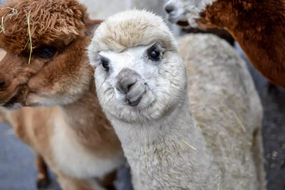 Alpaka Farm szuka nowej siedziby!