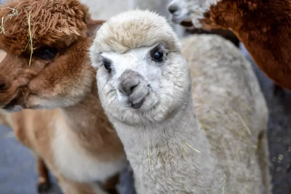 Alpaka Farm szuka nowej siedziby!