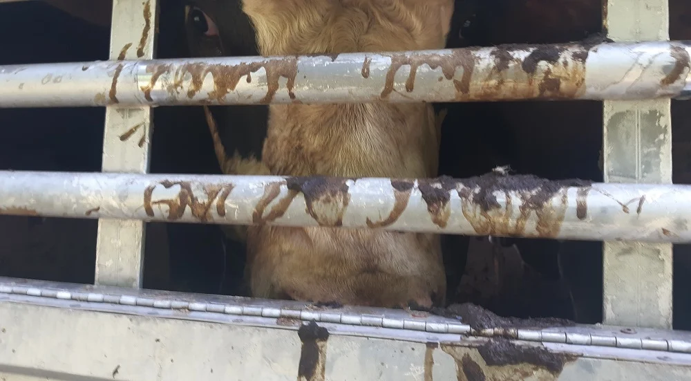 Na autostradzie A4 zatrzymano ciężarówkę "Z ładowni pojazdu wyciekały na drogę fekalia"