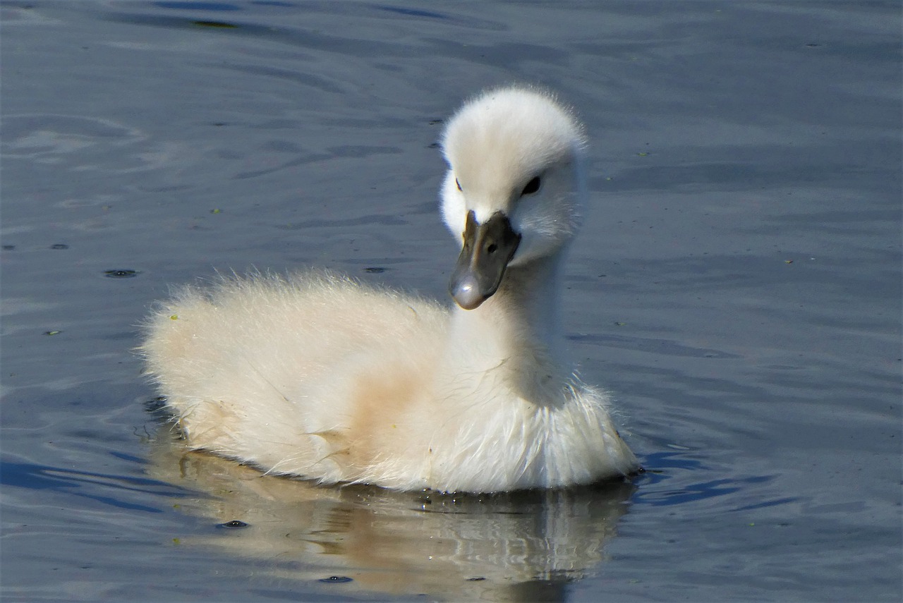 Młode łabędzie znikają z Doliny Kochłowki. Z piątki młodych został już tylko jeden