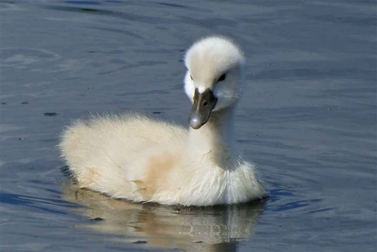 Młode łabędzie znikają z Doliny Kochłowki. Z piątki młodych został już tylko jeden