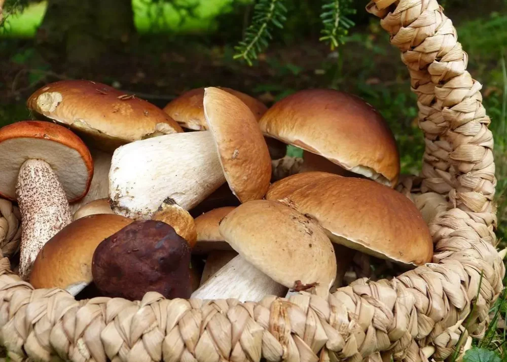 Zbliża się sezon grzybowy. Policja publikuje cenne wskazówki dla grzybiarzy