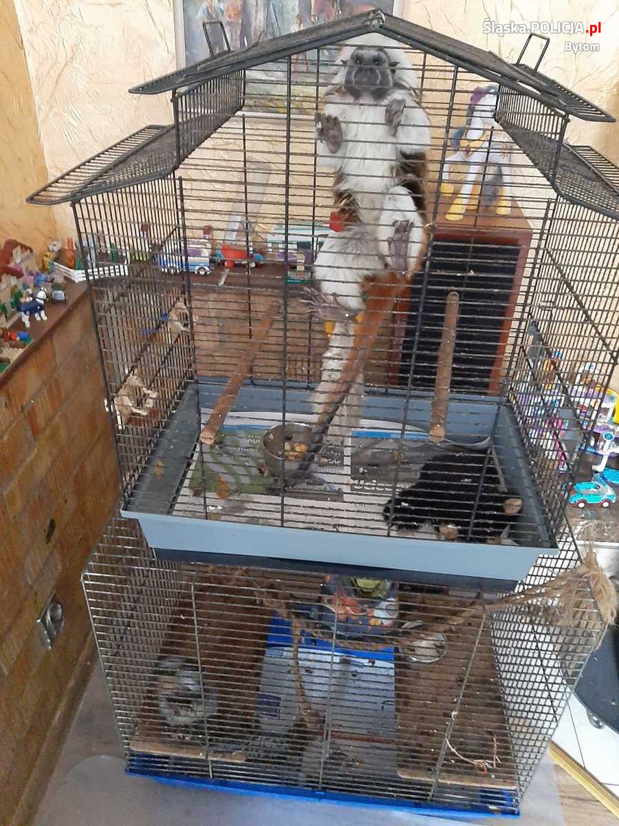 46-latka w mieszkaniu trzymała siedem małp i papugę. Nie miały dobrych warunków [FILM]