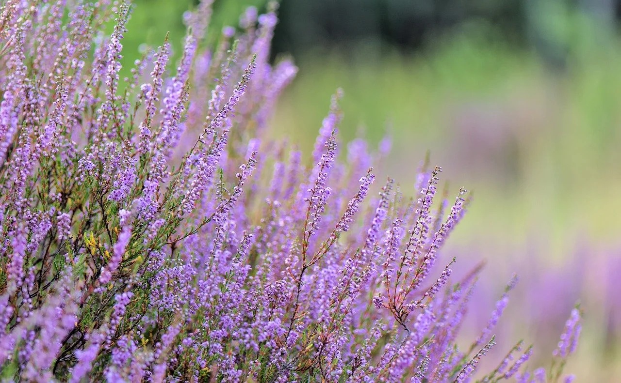 W sklepach Castorama trwa akcja "Kwiaty za elektrograty". Kto może odebrać sadzonkę?