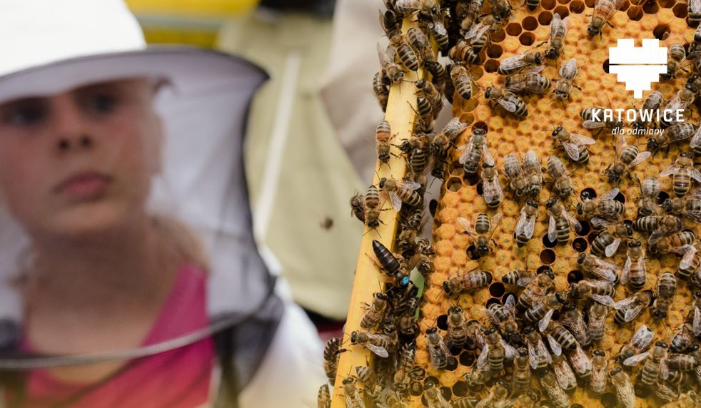 "Co pszczoły robią zimą?". Bezpłatne warsztaty dla dorosłych i dla dzieci