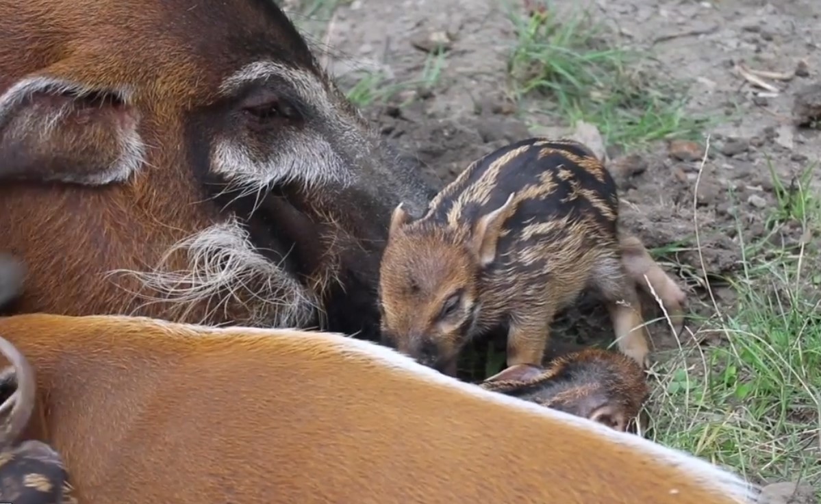 Nowi mieszkańcy Śląskiego Ogrodu Zoologicznego. Maluchy są przeurocze!