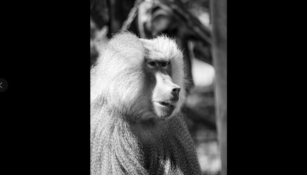 Nie żyje Pituś – ostatni pawian płaszczowy w chorzowskim ZOO