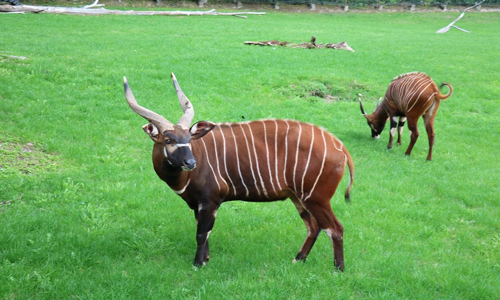 Nowi mieszkańcy chorzowskiego zoo. To zagrożone wyginięciem antylopy bongo