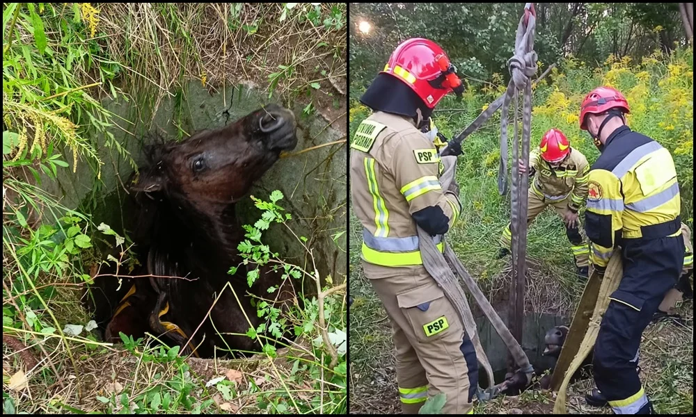 W Zabrzu koń wpadł do starej studzienki - strażacy ruszyli na pomoc