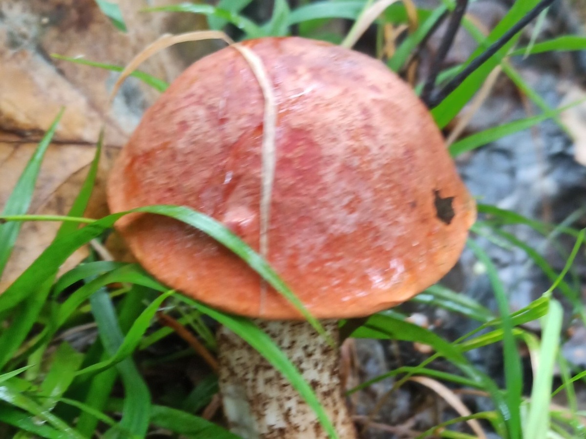 Policjanci przypominają o zasadach bezpieczeństwa w trakcie grzybobrania