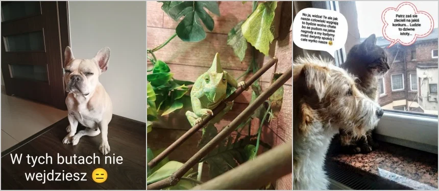 4 października obchodziliśmy Światowy Dzień Zwierząt. Oto pupile naszych Czytelników