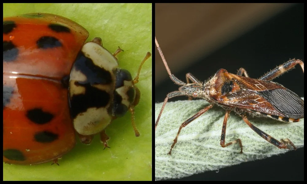 Te owady jesienią szukają schronienia w naszych domach. Potrafią być uciążliwe!