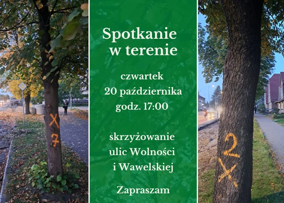 Ruda Śląska: Spotkanie w sprawie wycinki drzew wzdłuż ulicy Wolności