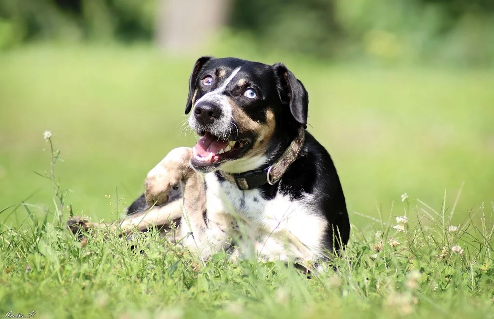 Dzisiaj obchodzimy Dzień Kundelka!
