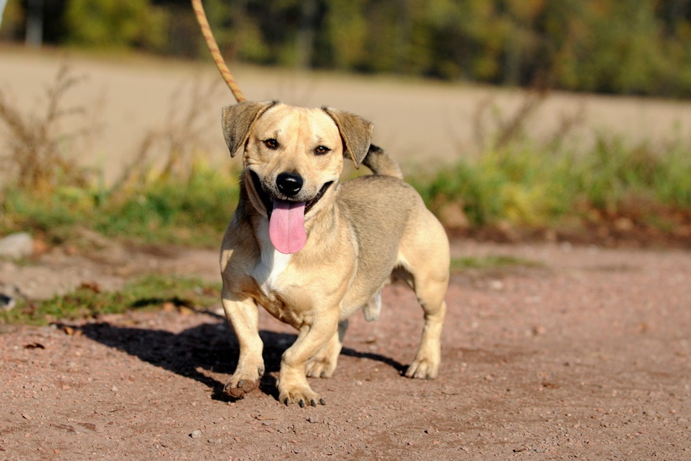 Kto zajmie się bezdomnymi zwierzętami w Wodzisławiu Śląskim? Przeczytaj zarządzenie