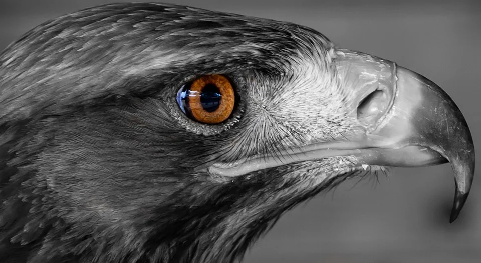 Ranny jastrząb w Łaziskach Górnych. Szybka pomoc policjantów