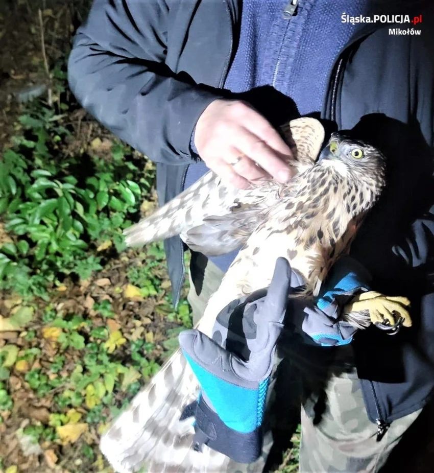 Ranny jastrząb w Łaziskach Górnych. Szybka pomoc policjantów