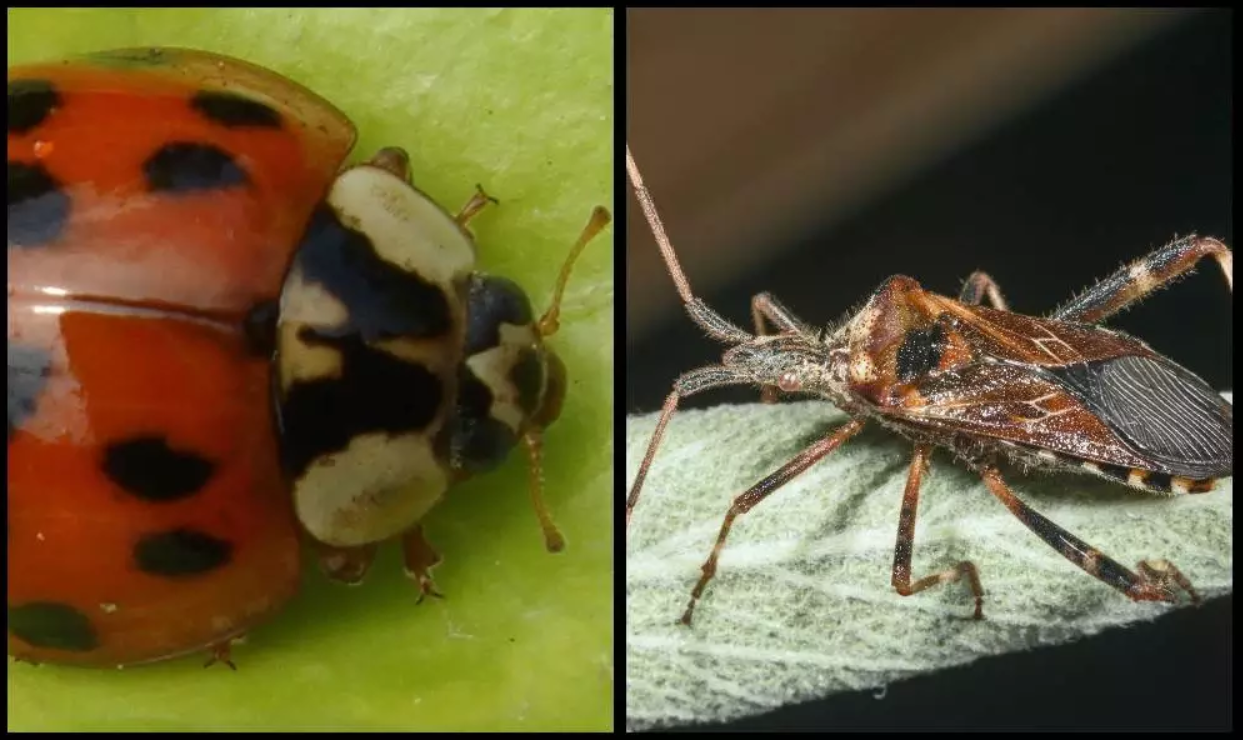 Te owady jesienią szukają schronienia w naszych domach. Potrafią być uciążliwe!