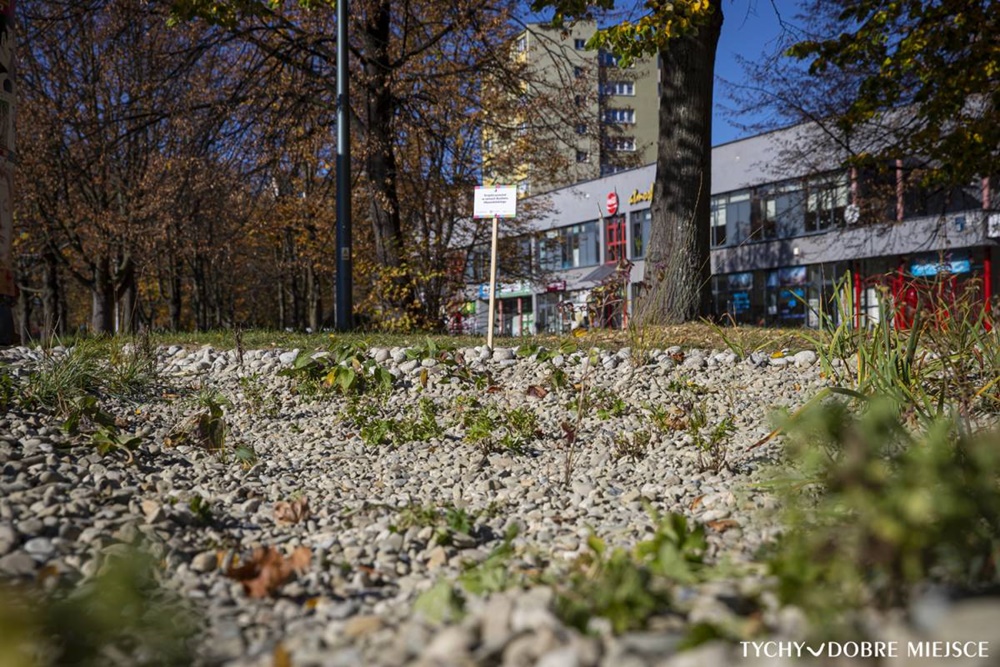 Mini ogród deszczowy przy ul. Darwina. Ile kosztowała realizacja tego projektu?