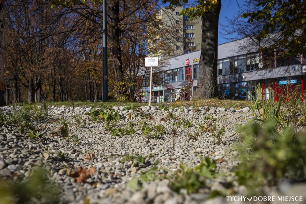 Mini ogród deszczowy przy ul. Darwina. Ile kosztowała realizacja tego projektu?