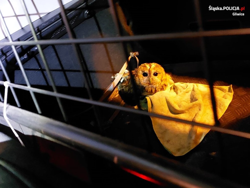 Nietypowy pasażer radiowozu. Z policjantami jechał... drapieżnik