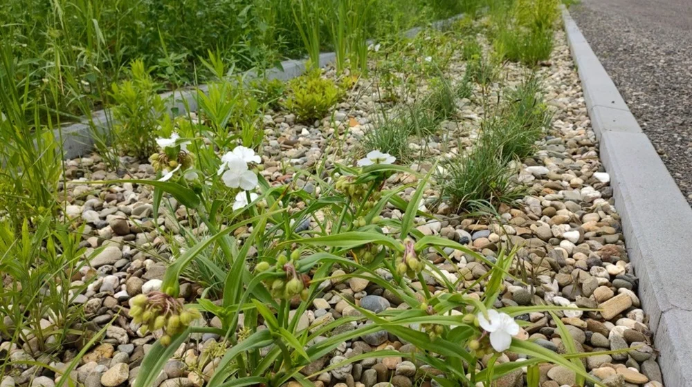 W Gliwicach powstał kolejny miniogród