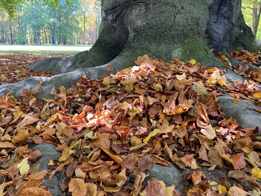 Liściaste kryjówki dla jeży w bytomskich parkach