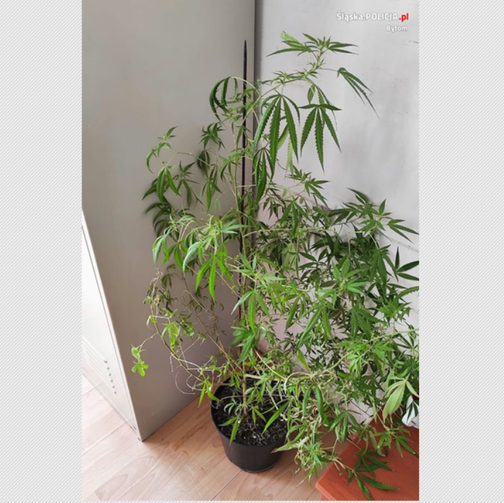 Kolejny mężczyzna odpowie za posiadanie konopi