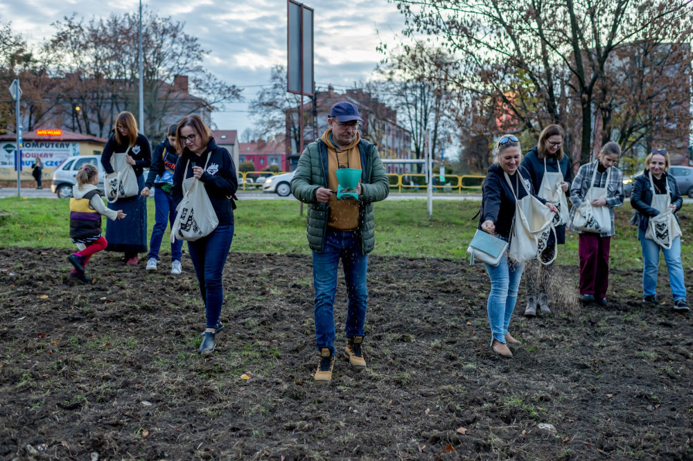 [ZDJĘCIA] W Bytomiu powstały dwie nowe łaki kwietne. Zazieleni się na Stroszku i w Karbiu