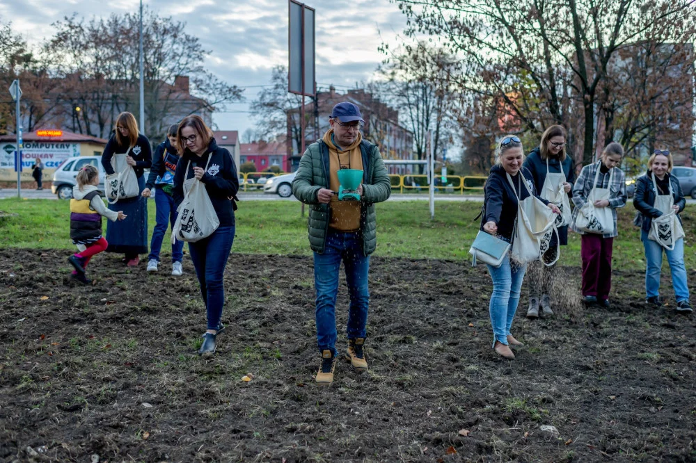 [ZDJĘCIA] W Bytomiu powstały dwie nowe łaki kwietne. Zazieleni się na Stroszku i w Karbiu