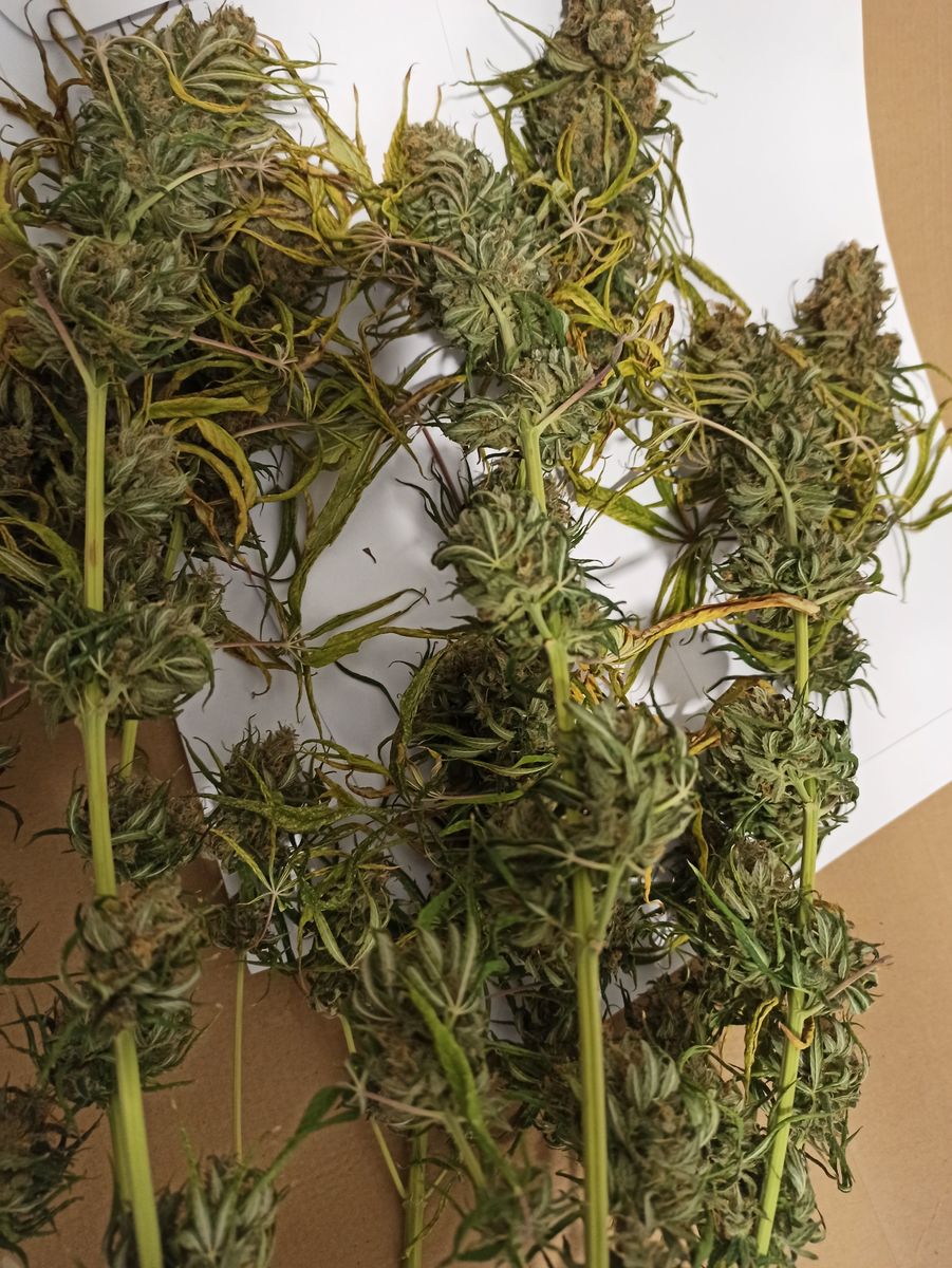 42-latek kierował pod wpływem narkotyków. W domu uprawiał konopie