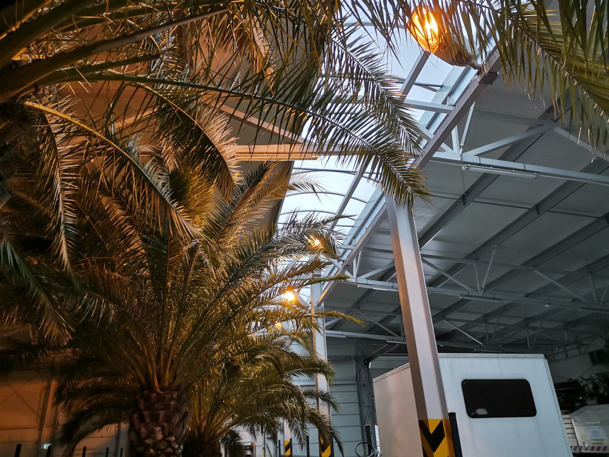 Katowickie palmy rozpoczynają zimowanie