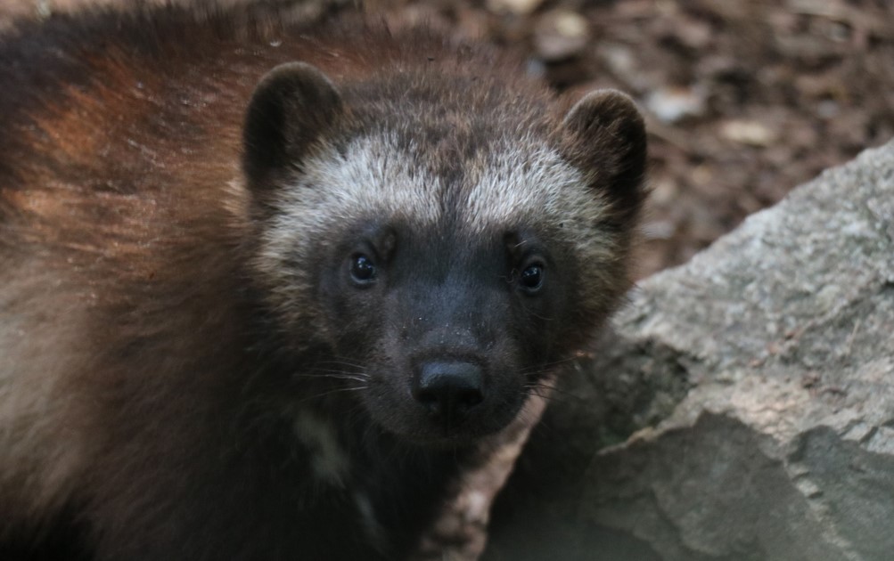 Śląski Ogród Zoologiczny z konkursem na imiona dla trzech małych rosomaków