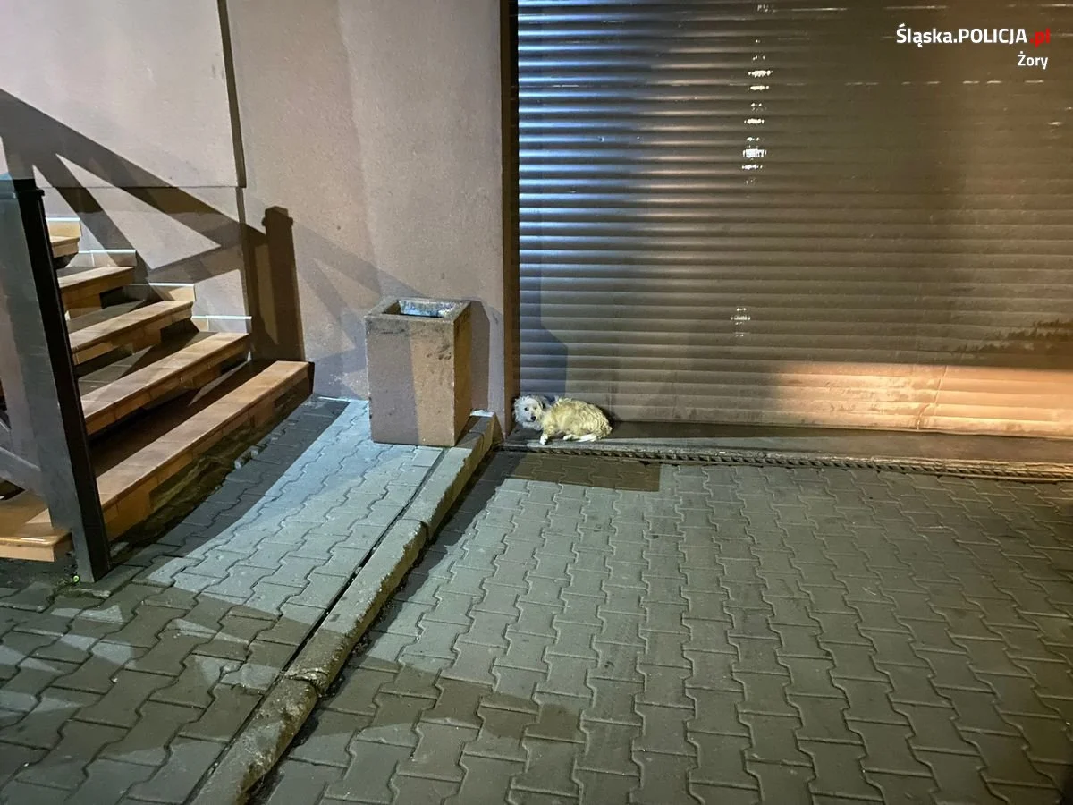 Karetka potrąciła psa! Poszukiwany właściciel czworonoga