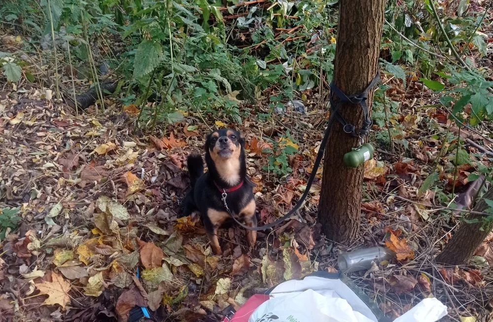 Poznajesz tego psiaka? Trwają poszukiwania właściciela, który porzucił go w lesie