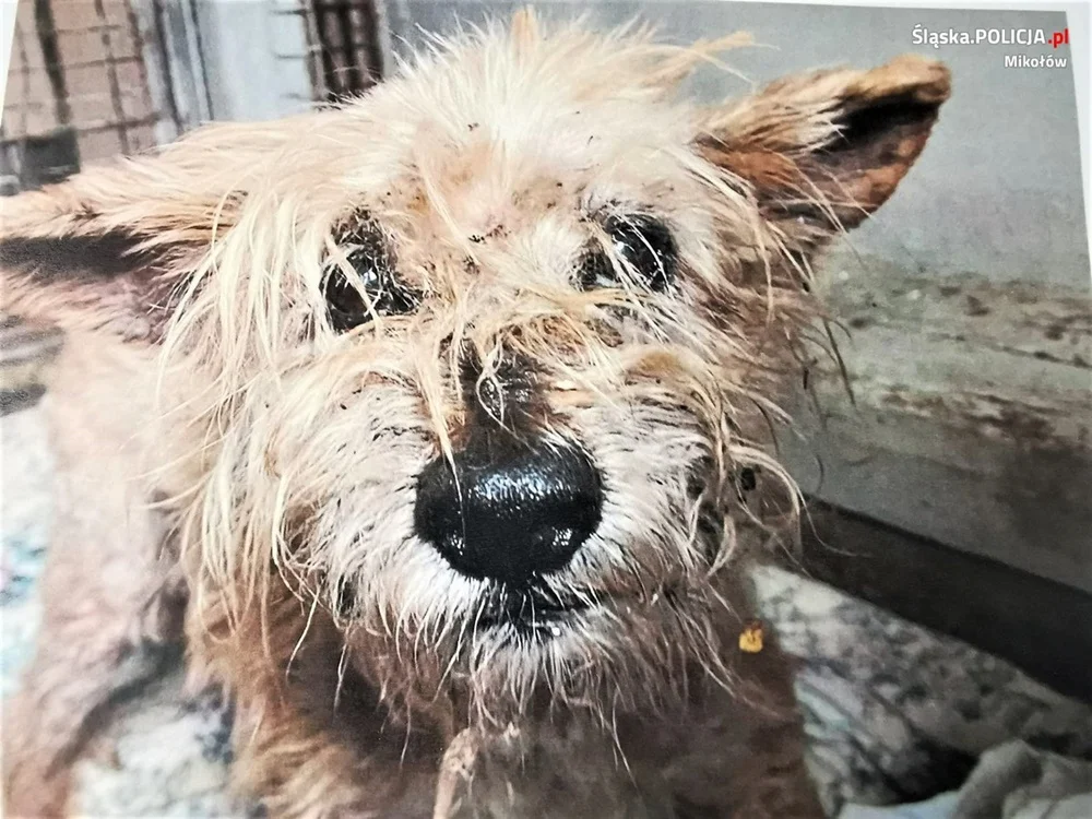 Zarzut skrajnego zaniedbania psa. Mieszkaniec Łazisk Górnych nie przyznaje się