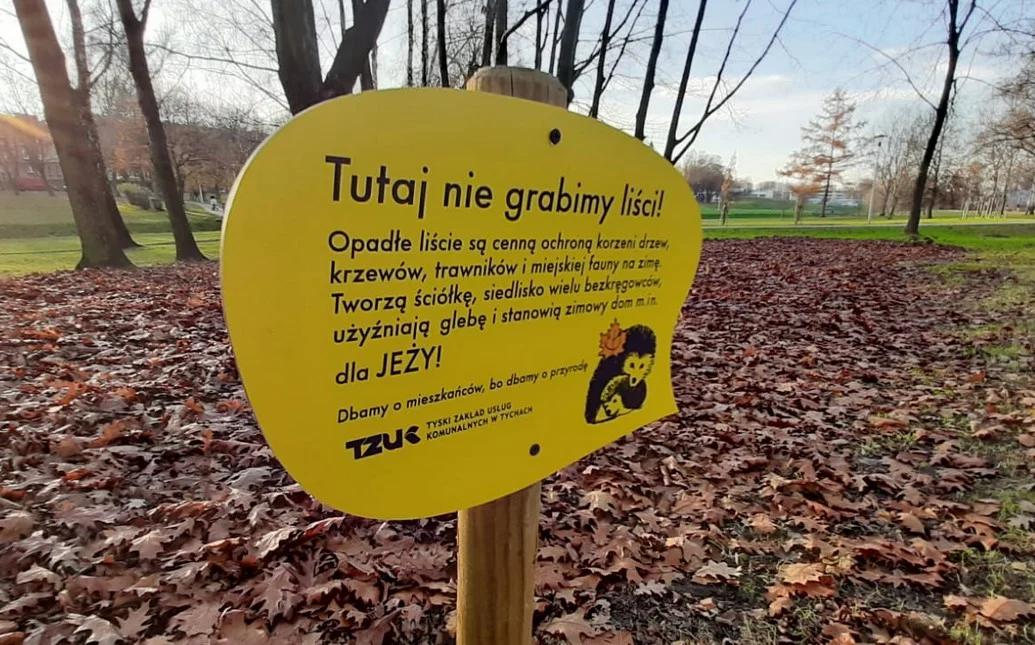 W tyskich parkach powstają strefy dla jeży. Tu nie grabi się liści