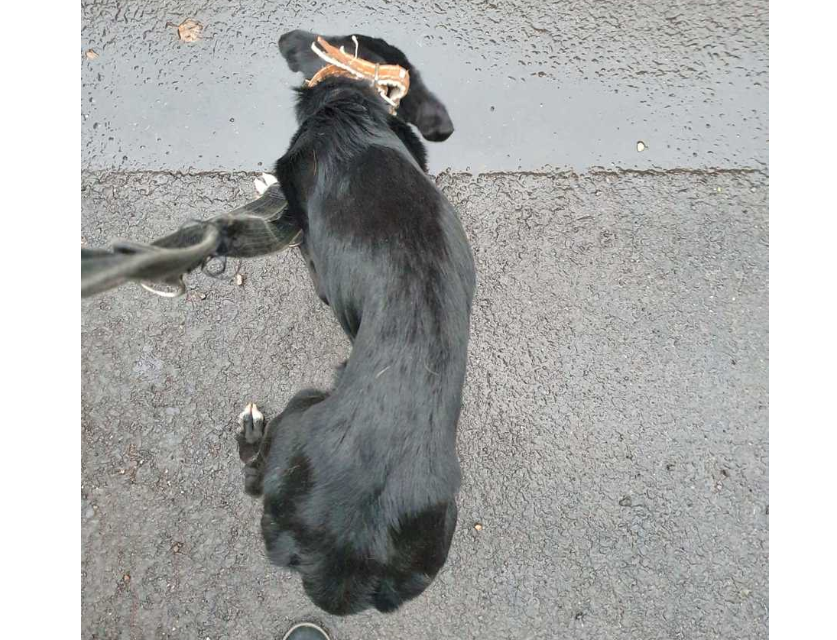 Skazano mężczyznę winnego za znęcanie się nad psami!