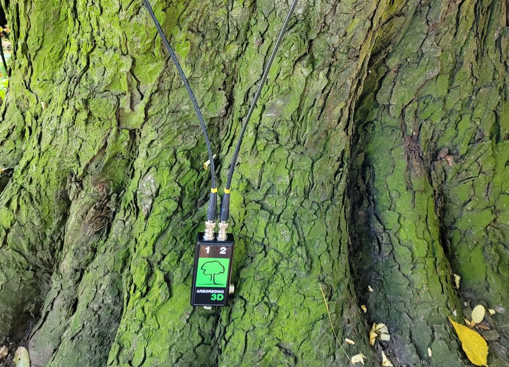 Tomograf akustyczny do prześwietlania drzew. Piekary zakupiły specjalistyczny sprzęt