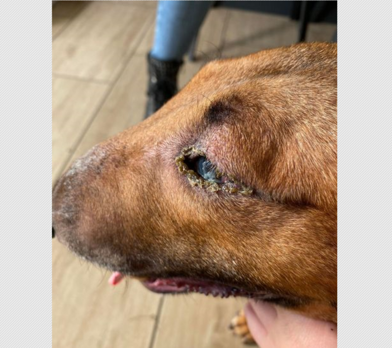 Pomóż zwierzakom uratowanym z pseudo-hodowli w Rybniku!