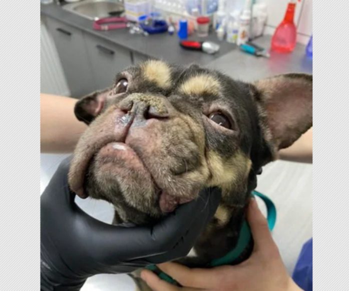 Pomóż zwierzakom uratowanym z pseudo-hodowli w Rybniku!