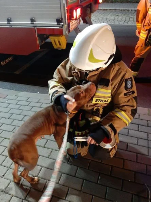 Pomóż zwierzakom uratowanym z pseudo-hodowli w Rybniku!