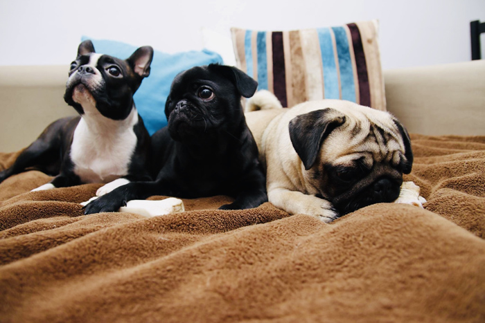 Nie masz komu powierzyć pieska pod Twoją nieobecność? Świetnie trafiłeś