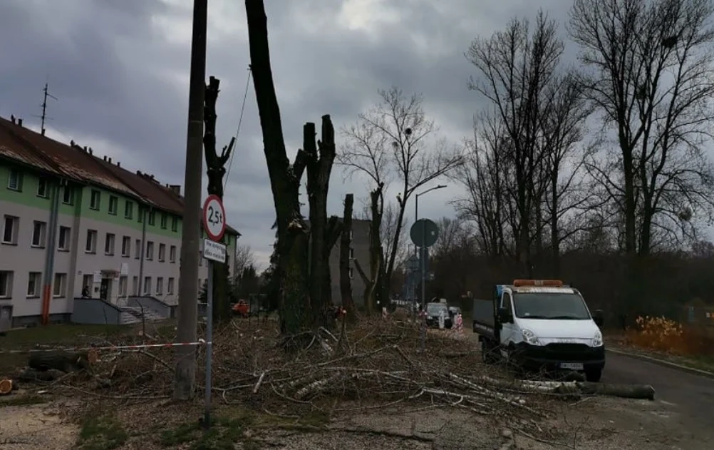 Drzewa zagrażające bezpieczeństwu do wycinki