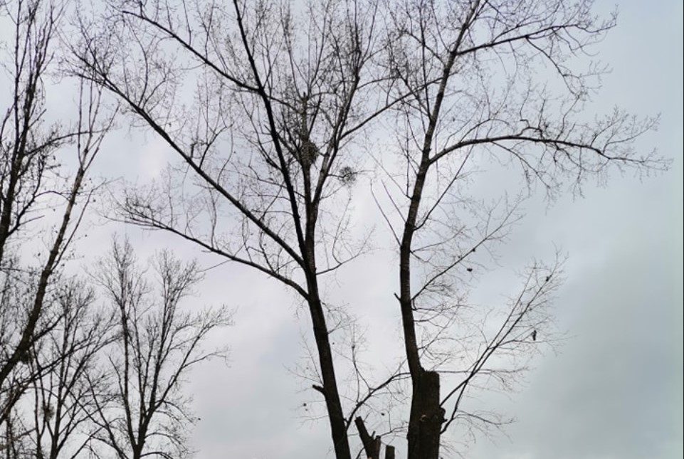 Zabiegi pielęgnacyjne w koronach drzew i nowe nasadzenia w Bytomiu