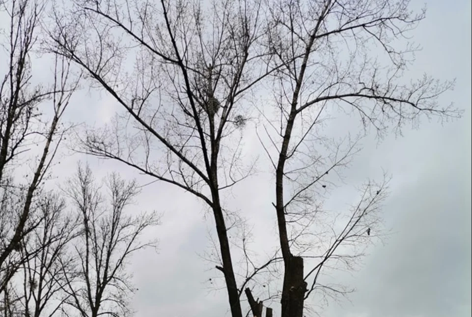 Zabiegi pielęgnacyjne w koronach drzew i nowe nasadzenia w Bytomiu